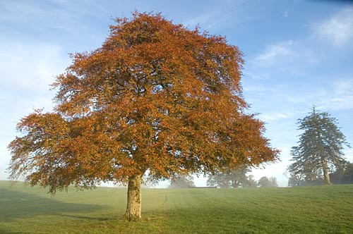 Lone tree in Autumn